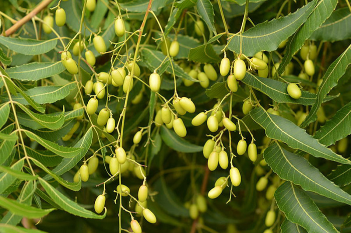 Cây sầu đâu