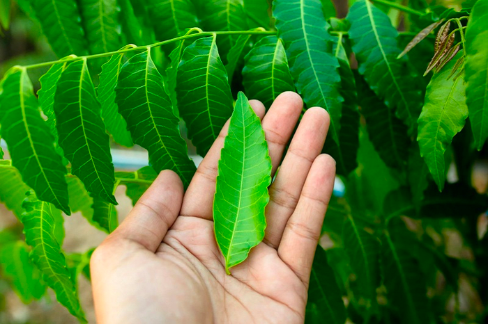 Lá non của cây sầu đâu là nguyên liệu chính của món ăn.