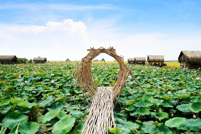 Về quê Hồ Văn Cường, thử ngủ giữa đồng sen Đồng Tháp Mười, cảm giác sẽ ra sao? Ảnh 3