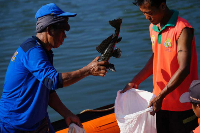 Cá pleco đã sinh sôi nảy nở mạnh mẽ trong các con sông, khiến chính quyền phải tiến hành một chiến dịch đánh bắt quy mô lớn để đối phó.