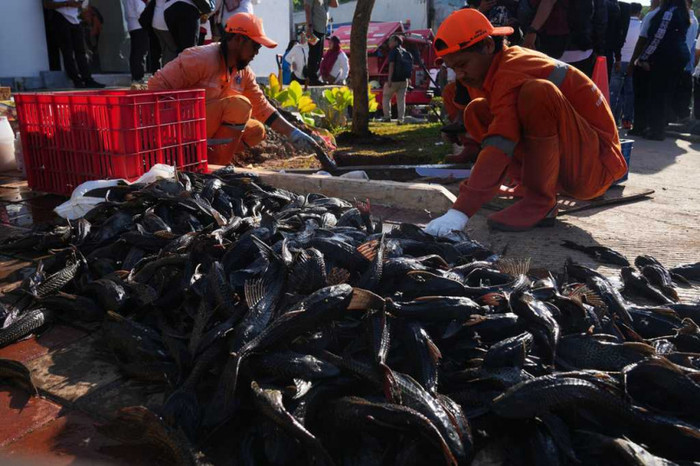 Indonesia đã huy động hàng trăm người tham gia thu gom cá pleco, với mục tiêu thu gom 10 tấn, và đã xử lý được hơn 7 tấn.