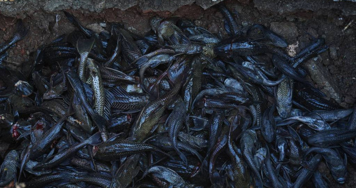 Một chiến dịch quy mô lớn nhằm tiêu diệt cá pleco đã được phát động tại Jakarta, Indonesia, với hơn 7 tấn cá bị đánh bắt trong một tuần. (Ảnh/AP/Dazhi)