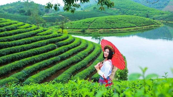 Đồi chè Thanh Chương