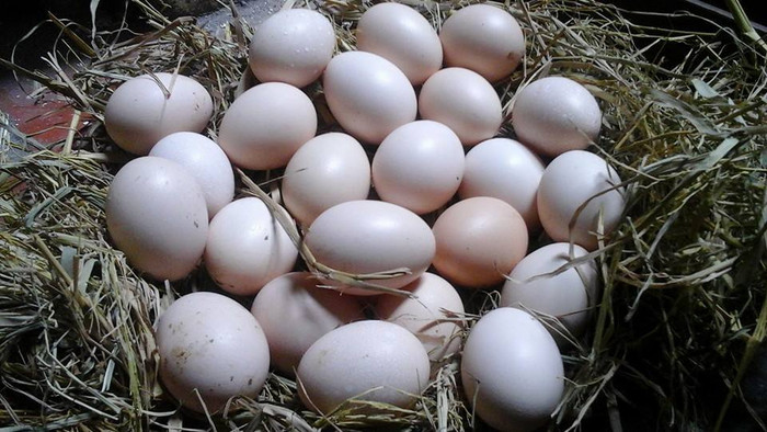 Ăn trứng gà luộc mỗi buổi sáng có tốt không? Ảnh 3