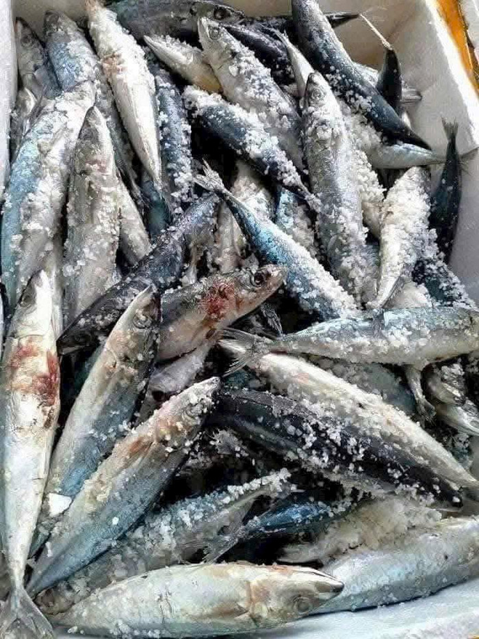 Cá được ướp muối để làm mắm