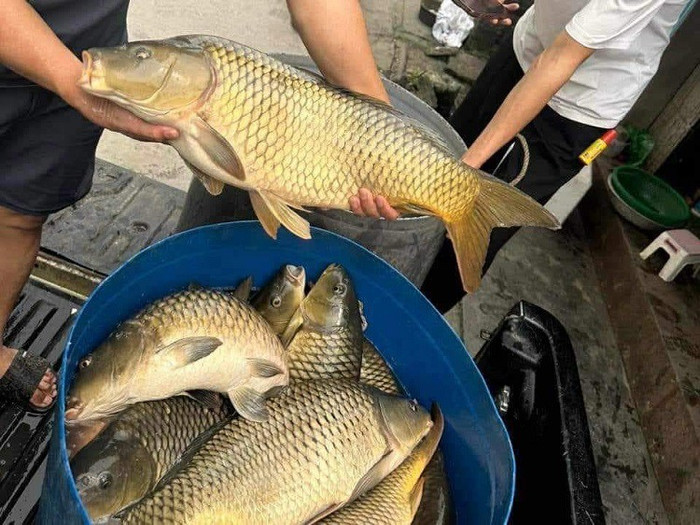 Đi chợ thấy 4 loại cá này nên mua ngay: Tốt ngang thuốc bổ tự nhiên, nhất là loại số 2 Ảnh 3