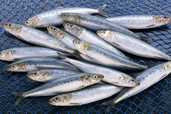 Đi chợ thấy 4 loại cá này nên mua ngay: Tốt ngang thuốc bổ tự nhiên, nhất là loại số 2 Ảnh 2