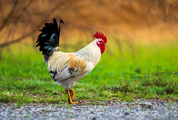 15 ngày tới: 4 con giáp cần cẩn trọng trong lời nói, tránh rước họa vào thân Ảnh 3