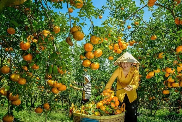 Vĩnh Long có nhiều vườn trái cây trĩu qủa