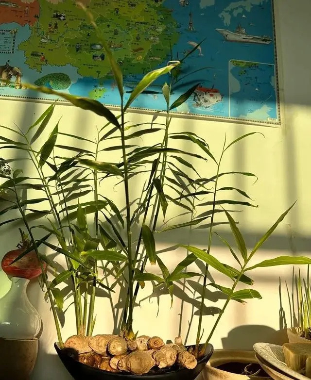 Trồng gừng trên bàn làm việc ở công ty, cô gái nhận kết quả gây trầm trồ Ảnh 3