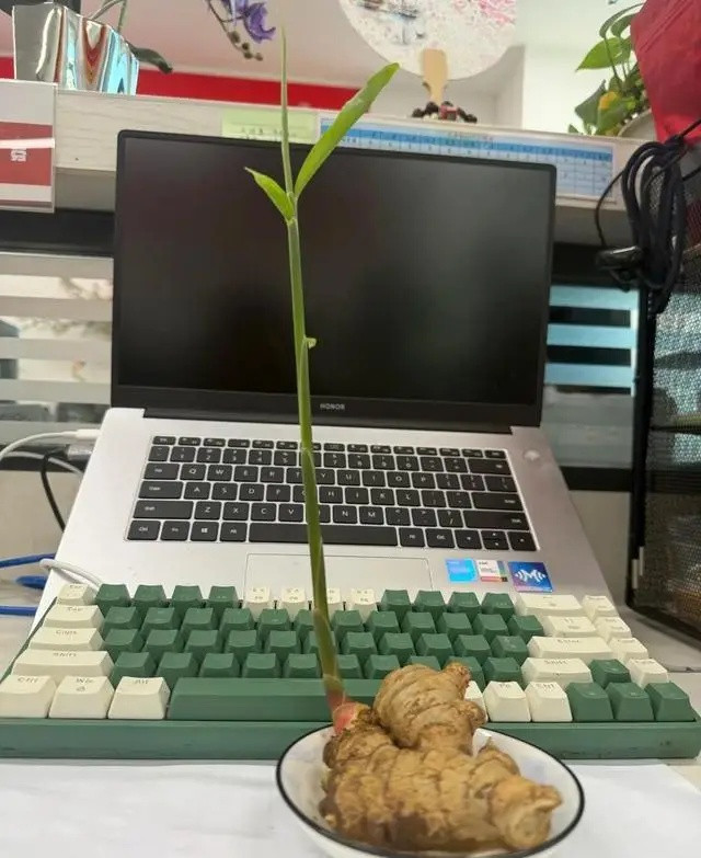 Trồng gừng trên bàn làm việc ở công ty, cô gái nhận kết quả gây trầm trồ Ảnh 2