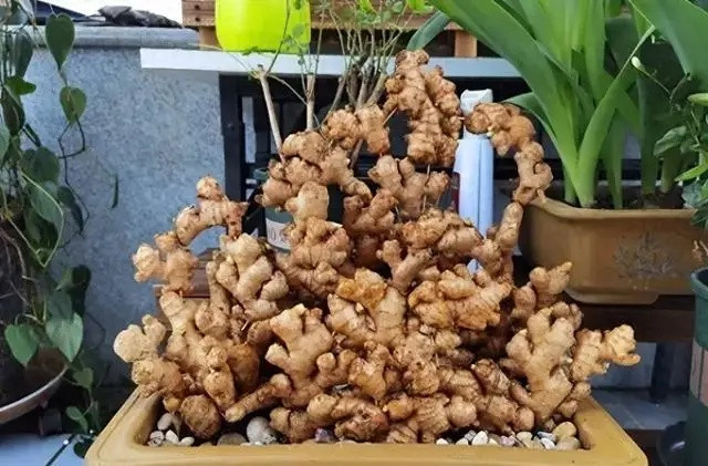 Một cô gái khoe thành quả trồng gừng tại nơi làm việc khiến ai cũng trầm trồ.