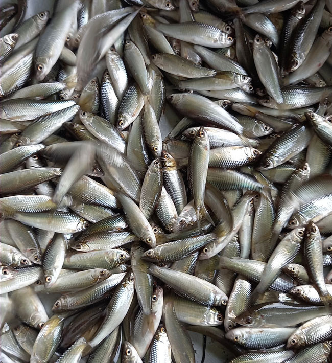 Cá linh miền Tây.