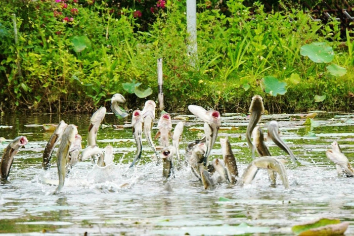 Loài cá lóc ở miền Tây. Ảnh: Dân Trí