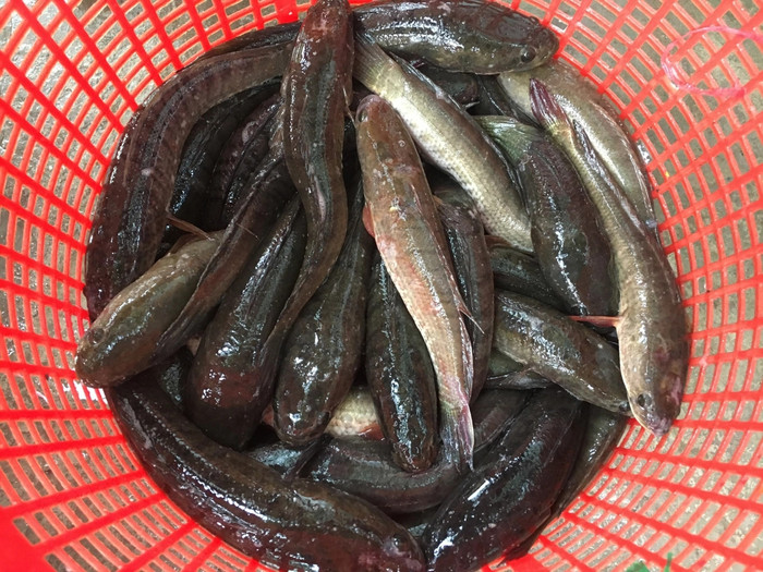 Cá lóc có thể chế biến thành nhiều món ngon.