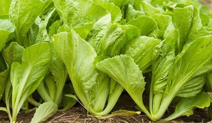 Loại rau được người Nhật đặc biệt yêu thích, ở Việt Nam bán đầy chợ với giá rất bình dân Ảnh 2