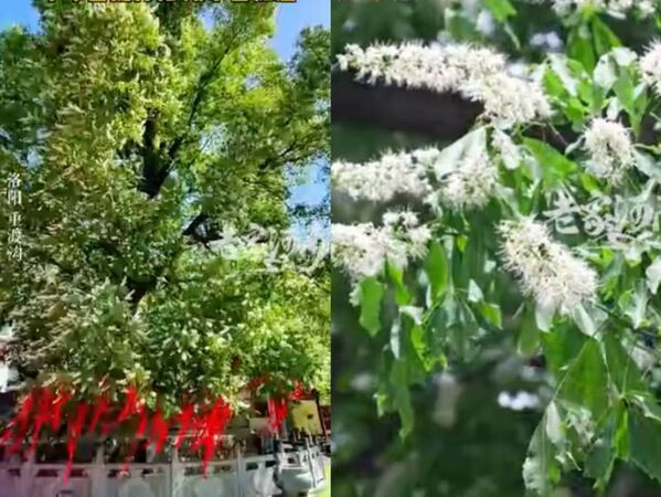 Hai hiện tượng lạ cùng lúc xuất hiện ở Trung Quốc, người dân xôn xao Ảnh 4