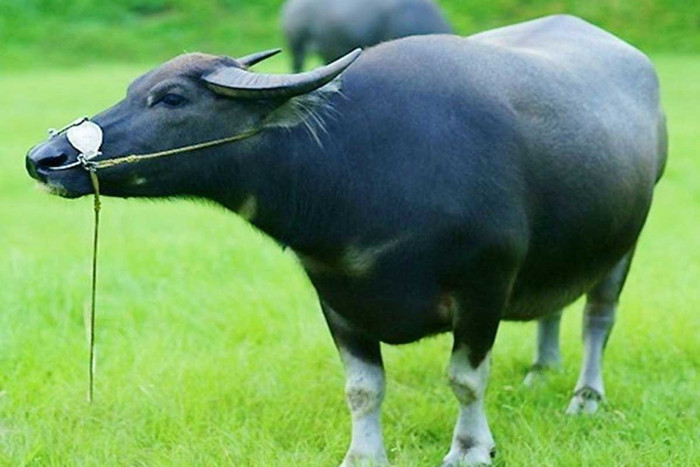 Không sinh ra trong nhung lụa nhưng 4 con giáp này càng trưởng thành càng dễ đổi đời Ảnh 1