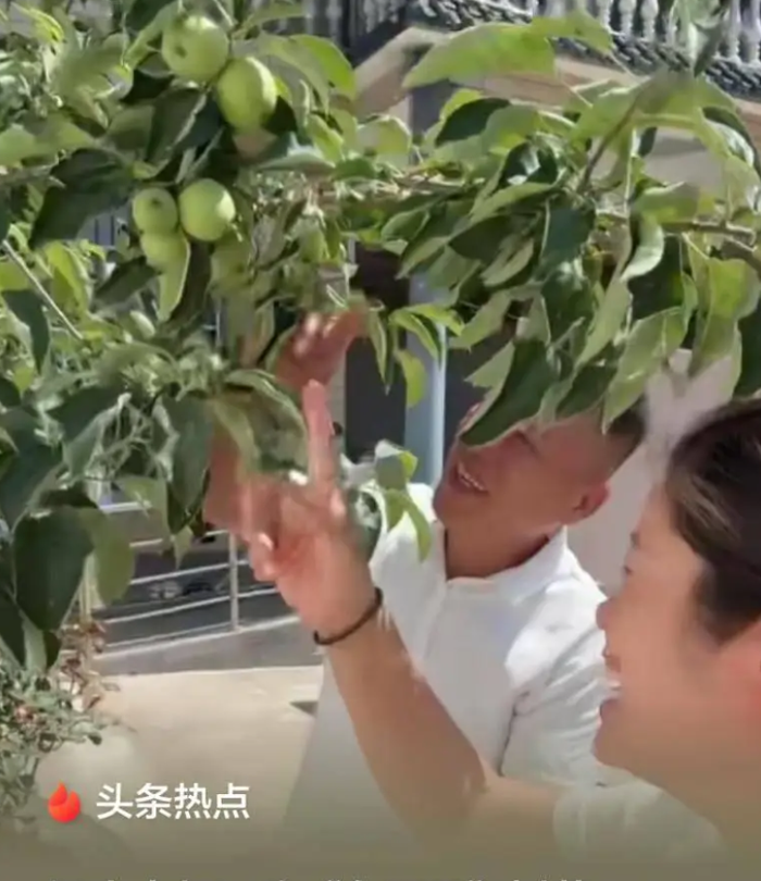 Người cha mua cây anh đào trên mạng về trồng, 3 năm sau ra trái khiến cả nhà ngã ngửa Ảnh 2