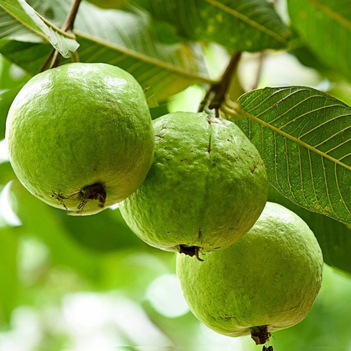 Nên ăn ổi tươi để tận dụng tối đa lượng vitamin và chất xơ tự nhiên.
