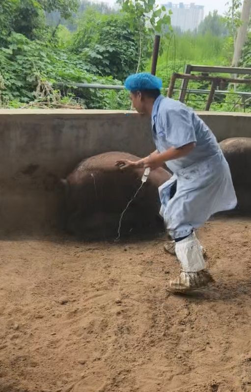Chạy theo con lợn để tiêm thuốc, bác sĩ thú y gặp sự cố khó đỡ Ảnh 1