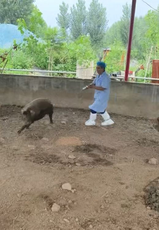 Chạy theo con lợn để tiêm thuốc, bác sĩ thú y gặp sự cố khó đỡ Ảnh 2