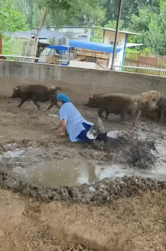 Chạy theo con lợn để tiêm thuốc, bác sĩ thú y gặp sự cố khó đỡ Ảnh 3