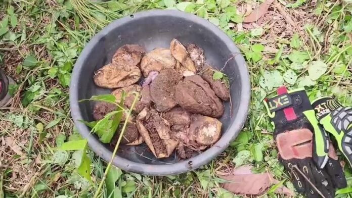 Phát hiện trăn khổng lồ sinh gần chục đứa con, người dân kéo nhau đến xem Ảnh 3
