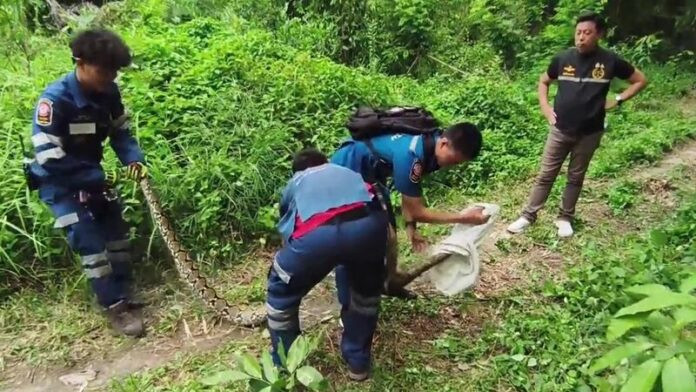 Phát hiện trăn khổng lồ sinh gần chục đứa con, người dân kéo nhau đến xem Ảnh 4