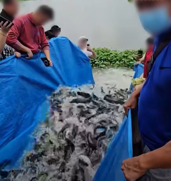 Cảnh tượng phóng sinh 2 tấn cá trê tại chùa khiến người dân bức xúc Ảnh 2