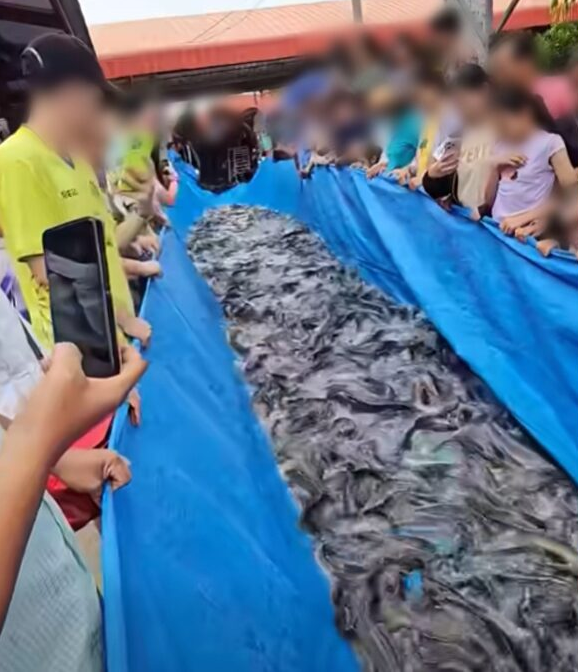 Cảnh tượng phóng sinh 2 tấn cá trê tại chùa khiến người dân bức xúc Ảnh 1