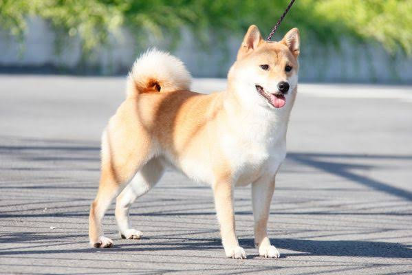 3 con giáp sống tử tế, luôn sẵn lòng giúp người khác nên khó khăn lại gặp quý nhân Ảnh 3