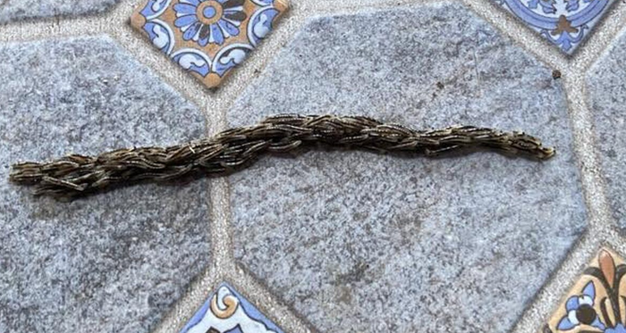 Hàng trăm sinh vật 'ôm nhau' bò thành hàng dài, cảnh tượng gây xôn xao Ảnh 2