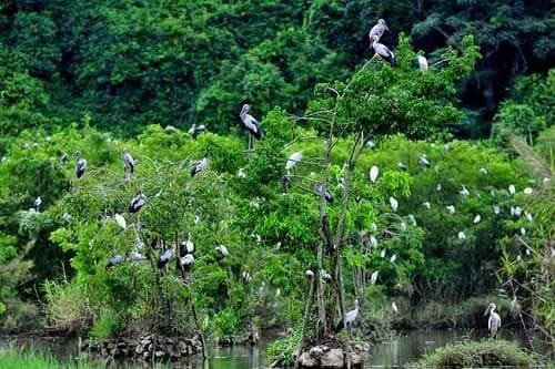 Nơi được xem là 'viên ngọc xanh' ở quê Hồ Văn Cường Ảnh 1