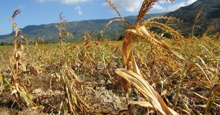 Dù gió Lào là loại thời tiết không mấy dễ chịu, thế nhưng những ngày gió Lào thổi mạnh, làng quê Nghệ An mang vẻ đẹp rất riêng với bầu trời trong xanh, nắng vàng và những cánh đồng trải dài.