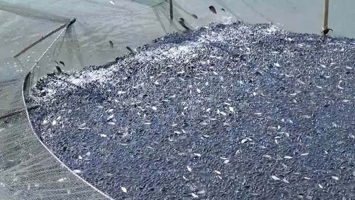 Hàng loạt ao tôm bị một loài cá ăn sạch, người dân bất lực cầu cứu Ảnh 1