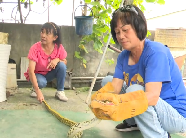 Con vật dài 1,8m xuất hiện trước cửa nhà, hành động của nữ trưởng thôn khiến người dân ngỡ ngàng Ảnh 3
