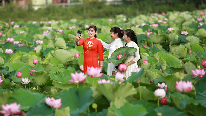 Các chị em rủ nhau đi chụp ảnh mùa sen Bắc Ninh. Ảnh: báo Bắc Ninh