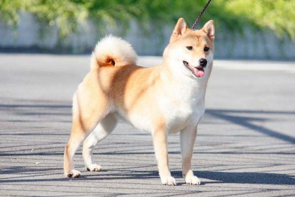 4 con giáp không sinh ra ở vạch đích nhưng vẫn tự tạo cơ hội cho mình Ảnh 4