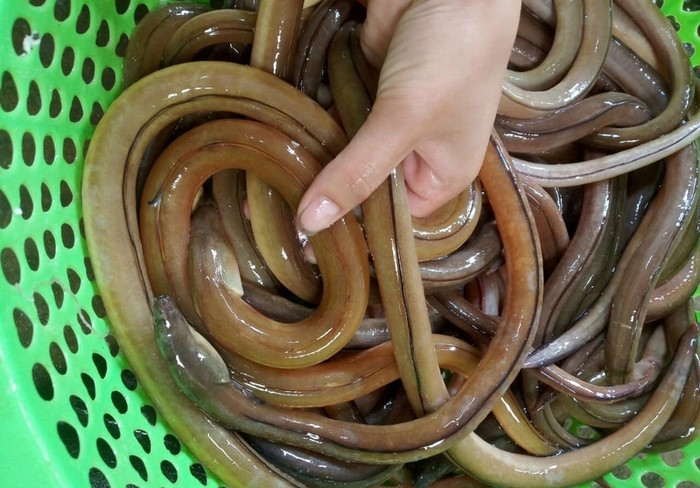 Vẻ ngoài của con cá nhệch.
