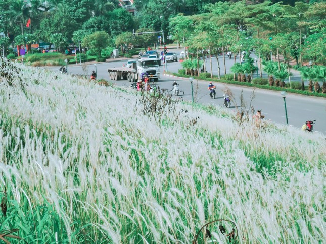 Ít ai ngờ giữa Hà Nội quê Phương Oanh lại có một 'thảo nguyên trắng' đẹp đến vậy Ảnh 5