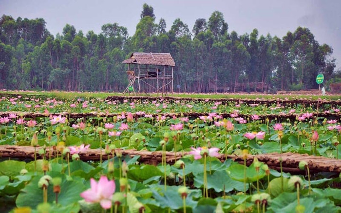 Đồng Sen Tháp Mười.