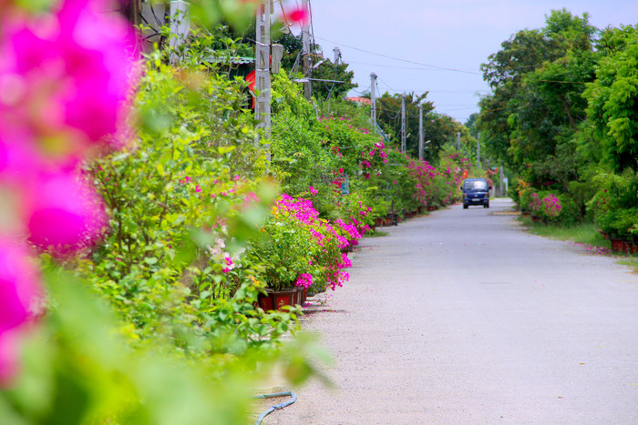 Những con đường làng rợp hoa, khiến ai cũng bất giác cảm nhận được sự êm đềm. Ảnh: báo Nghệ An