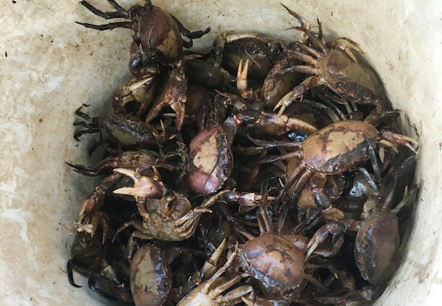 Cua đồng