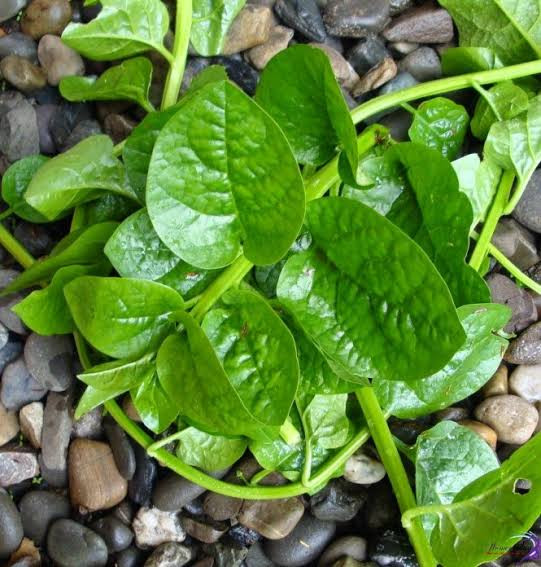 5 loại rau rẻ nhưng cực bổ dưỡng, nhiều gia đình Việt đang ăn mà không biết giá trị thật Ảnh 5