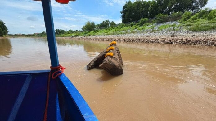 Một gốc cây tếch khổng lồ bất ngờ lộ diện giữa lòng sông gây xôn xao.
