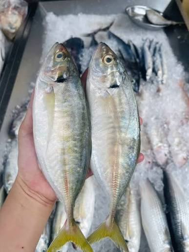 Cá bạc má.