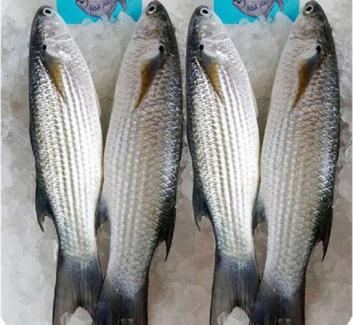 Cá đối