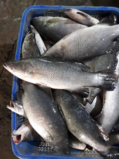 Cá chẽm.