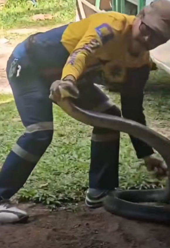 Người đàn ông tay không bắt rắn hổ mang chúa khổng lồ trong cốp xe gây 'thót tim' Ảnh 2